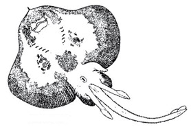 Neoraja caerulea_01.jpg